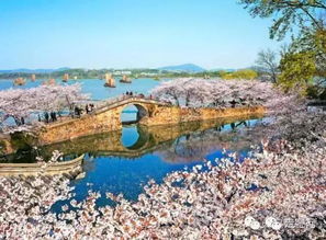 一、春日限定：鼋头渚樱花盛宴的预告