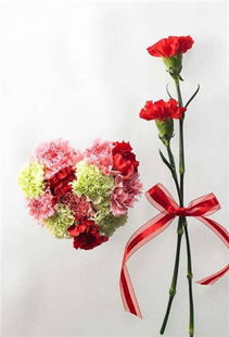 金牛座代表什么花？这花的花语又是什么？
