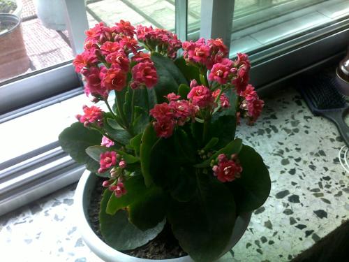 农村门前种什么花风水Zui好,农村门前种植花草风水