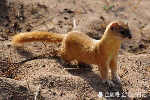 2026年黄历警告！这些日子压到猫会要命！