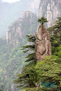 我的黄山之旅