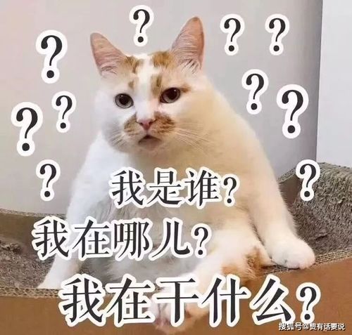 【灵魂拷问】狮子男的终极择偶悖论