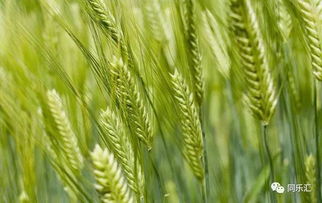 风水摆大麦还是小麦？看完这篇你就懂了！