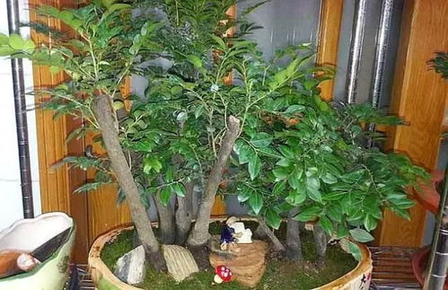 小叶紫檀镇宅,小叶紫檀盆景风水