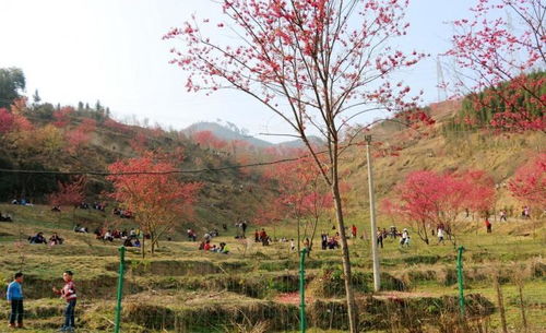 第三章：终于到了建宁这里的花真是多啊