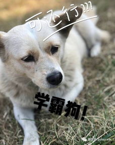 双狗运势旺，你准备好迎接惊喜了吗？