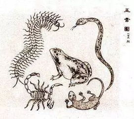 应天顺时指的是什么生肖？这个成语有什么寓意？