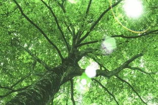 2. 柳树 - 种错位置会倒大霉？