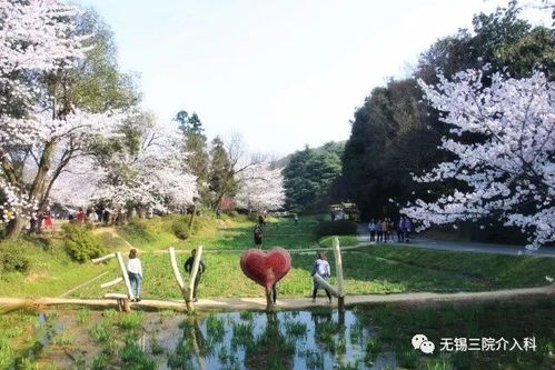 铁树银花——春之梦的闪烁光点