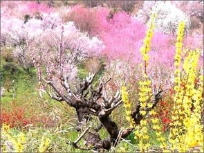 桃花岛风情园：一个被较低估的旅行胜地
