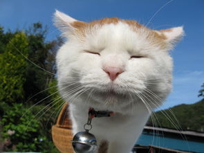 猫作为招财吉祥物，究竟叫什么名字最能够带来财运呢？