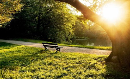 植树造林与事业：一种特殊的关联