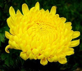 菊花指什么生肖？菊花生肖的代号是什么意思？
