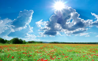 啊！那片绿油油的草地上，一群傻乎乎的鹿正盯着你的零食袋流口水！