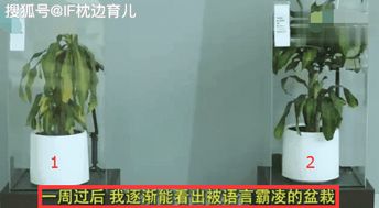 古老的祭坛与奇怪的符号