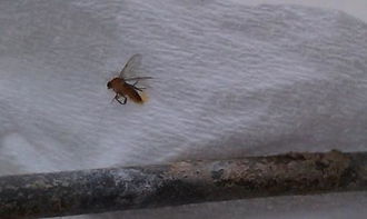 天啊！你家突然被蚂蚁大军攻占？2026年黄历警告+星座玄学大揭秘