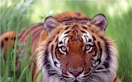 生肖虎：霸气王者， 清醒权衡利弊，不做感情的奴隶