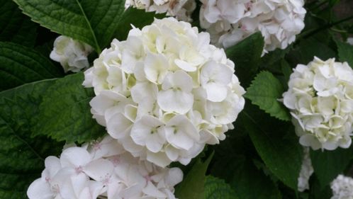 天羯座出生日期和幸运花是什么？