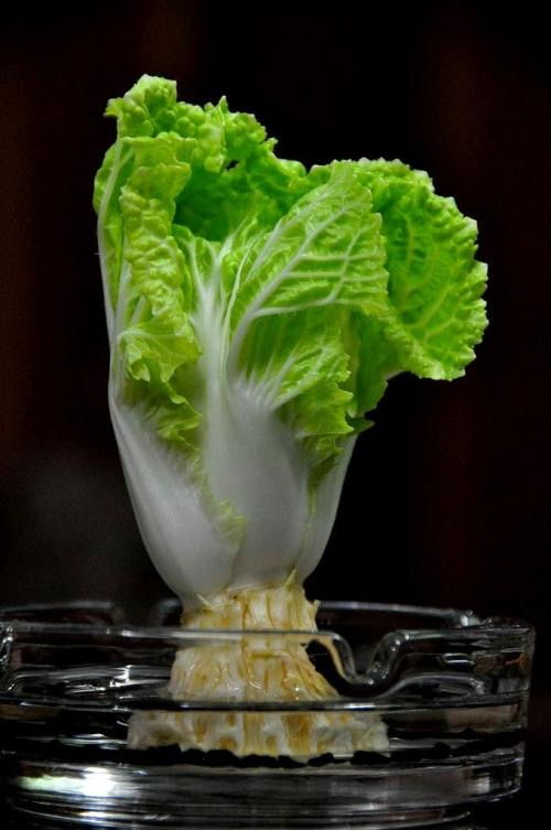 白菜在店铺中摆放，其寓意和风水象征究竟有何特殊含义？