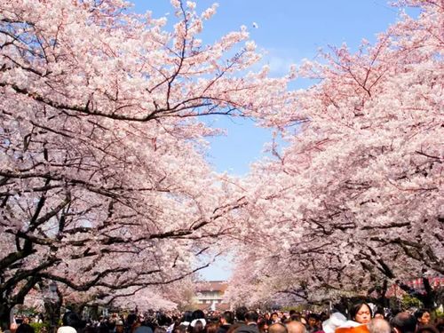 上野公园的赏花风气， 江户时代的传承