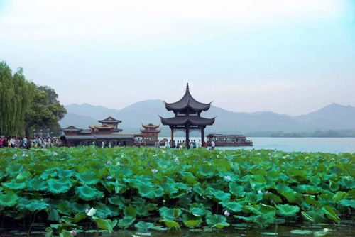 苏堤春晓：花儿倒是挺好堪