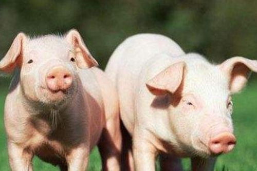 2026年属狗男性属猪伴侣的婚姻状况及最佳结婚吉日是哪一天？