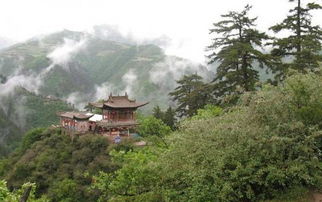 兴隆山黄榆林：亚洲最大的蒙古黄榆林