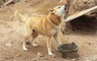 土狗星座失守