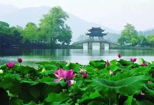 三、 养生之道，漫步西湖的精髓：不仅仅是走路