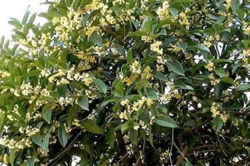 门前种桂花树对风水有好处吗？