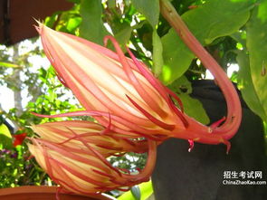 昙花在风水里表示什么,昙花在风水里表示什么
