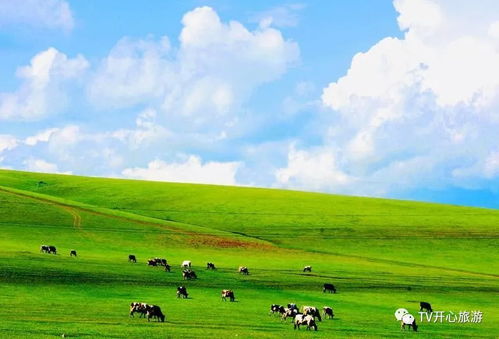 第三站：草原上的“寻宝”之旅——不走寻常路
