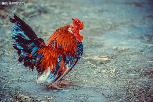 2005年出生属鸡女性在2026年的运势和运程具体如何？