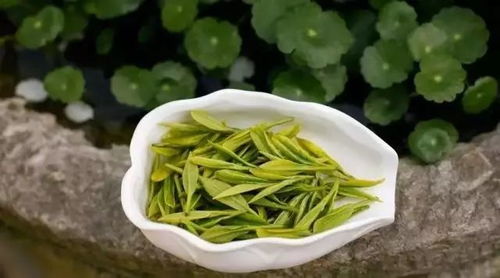 龙井茶园的“隐形”角落——别让相机偷走你的良好奇