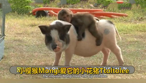 为什么说猴和猪相克会有什么严重后果呢？