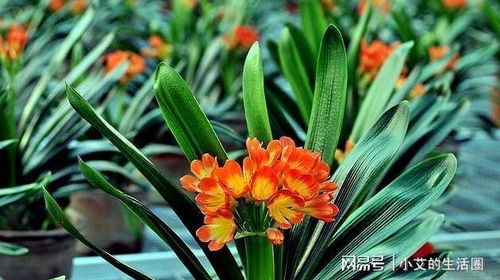 君子兰开花是否预示着家庭幸福和好运降临呢？