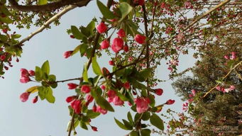 茶花的盛宴