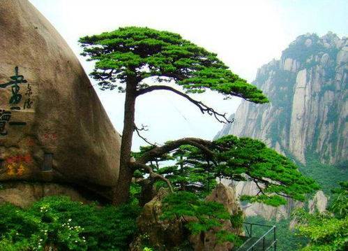 啊啊啊！嘉善到黄山这条路线绝了！