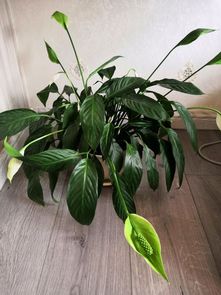 橡皮树：植物界的灭霸
