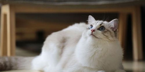 星座猫咪配对指南：养猫前必看的玄学手册