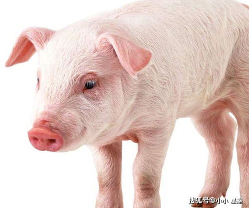 属猪女性财运旺盛吗？属猪的今日财运和运气如何？