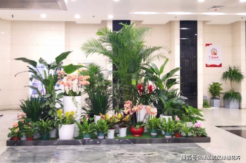 植物对着进户门好不好,植物对着进户门好不好