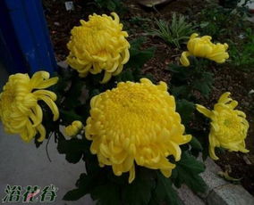 家里适合养菊花吗风水讲究,菊花在风水上有什么讲究