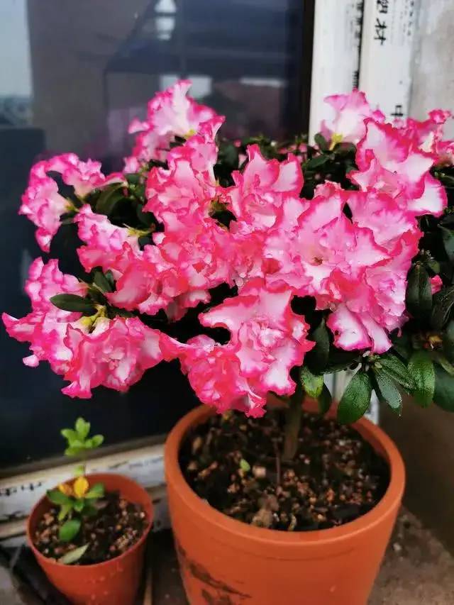 家里摆放杜鹃花是否符合风水原则呢？