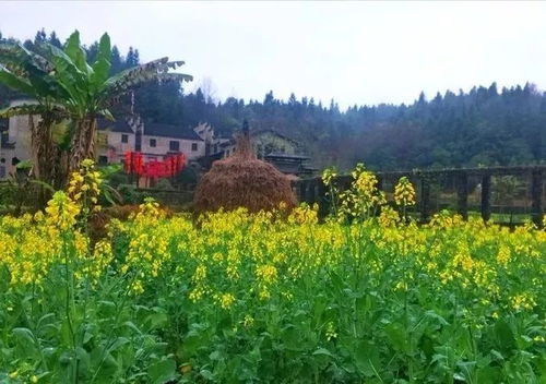 全南天龙山，油菜花和桃花的混搭