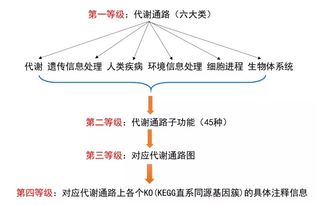 2. 代谢放缓