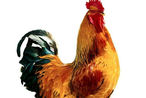 属牛和属鸡的贵人关系及绝配性有何具体表现？