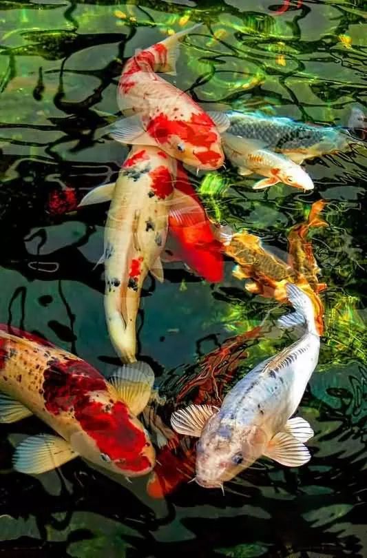 橙色锦鲤属什么生肖年？哪些生肖年份被认为好运连连？