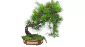 属猴的人适合种植哪种蓬莱松或类似财运植物作为绿植推荐？