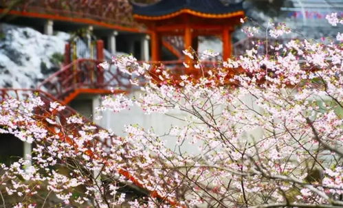 春日赏花